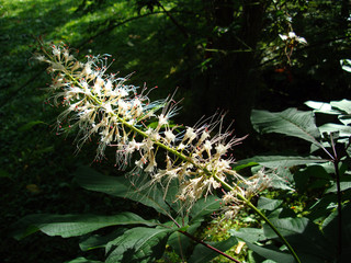Naklejka premium Blüte einer Strauch-Roßkastanie