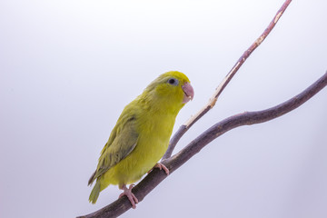 Pastel Green Forpus Bird