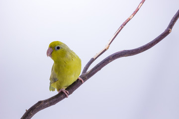 Pastel Green Forpus Bird
