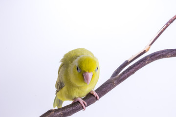 Pastel Green Forpus Bird