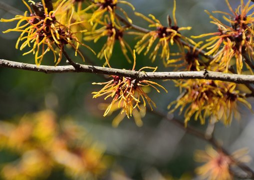 Golden blossoms of Japanese witch hazel in early spring