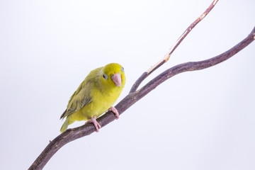 Pastel Green Forpus Bird