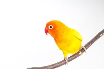 Yellow Lovebird on branch