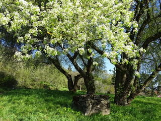 Blühender Baum im Frühling mit Stein (Impression)