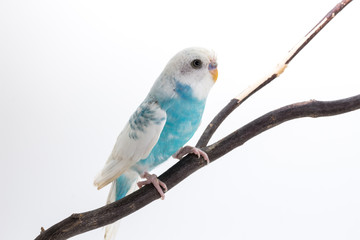 Little Cute Budgerigar, Budgie, Bird