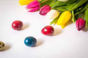 Easter eggs and tulips on white background