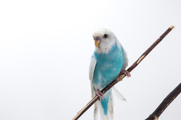 Little Cute Budgerigar, Budgie, Bird
