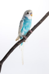 Little Cute Budgerigar, Budgie, Bird