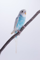 Little Cute Budgerigar, Budgie, Bird