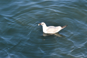 Seagull taking food from Danube river in Belgrade, Serbia