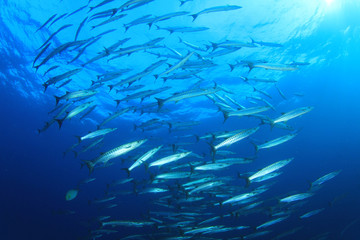 Naklejka na ściany i meble Barracuda fish school in blue ocean water