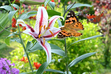 Schmetterling 275 © K.-U. Häßler