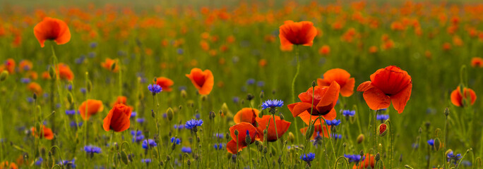 panorama of red wild poppies and wild flowers