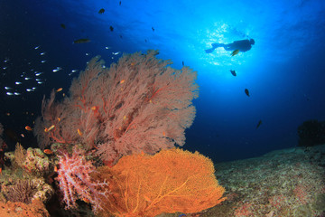 Fototapeta na wymiar Scuba divers diving on coral reef