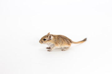 Litter Mongolian gerbil, Desert Rat