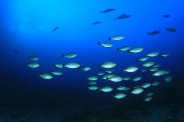 Fototapeta na wymiar Tropical fish on coral reef underwater in ocean