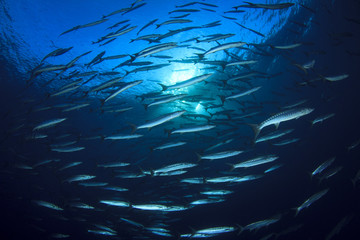 Fototapeta na wymiar Barracuda fish school in blue ocean water