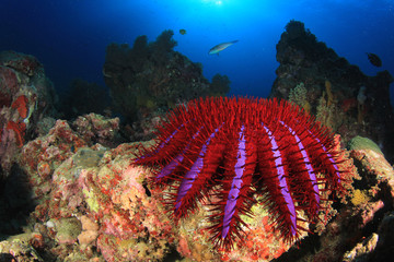 Fototapeta premium Crown-of-thorns Starfish