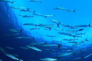 Obraz premium Barracuda fish school in blue ocean water