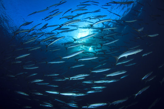 Barracuda fish school in blue ocean water