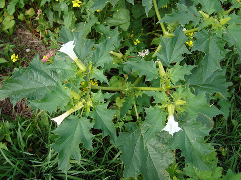 Bl&uuml;ten des Stechapfel