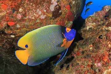 Blue-faced Angelfish tropical fish