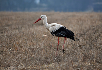 White Stork walking on spring meadow