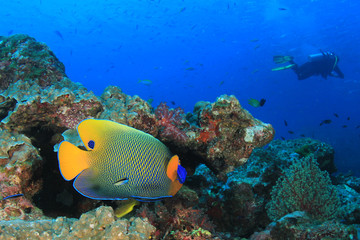 Obraz premium Angelfish and scuba diver
