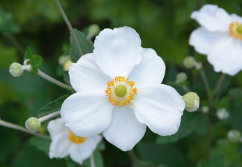 Obraz premium White flower of Anemone Hupehensis