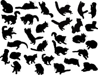 thirty black kittens isolated collection