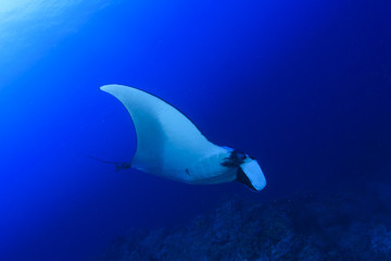 Fototapeta premium Manta ray swims over coral reef 