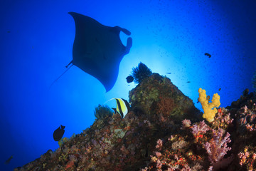 Manta ray swims over coral reef 