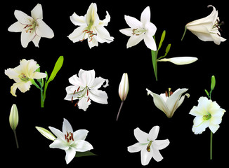 set of ten white lily flowers isolated on black