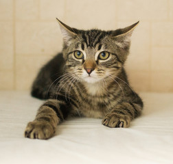 Striped kitten flattened his ears