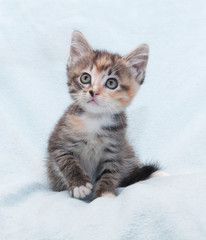 Fototapeta na wymiar Tri-color striped kitten looking up