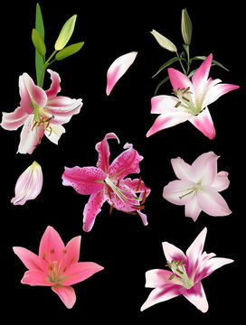 six pink lily flowers isolated on black