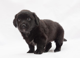 Black puppy with white spots