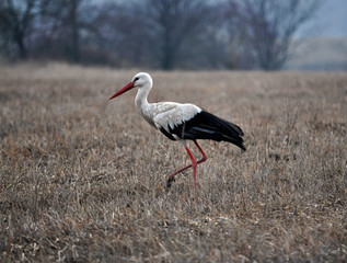 White Stork walking on spring meadow