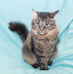 Striped green-eyed Siberian cat sits