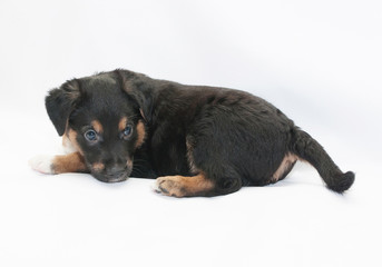 Small black puppy with brown spots looks, turning over her shoulder