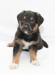 Black puppy with red spots and white legs