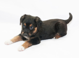Small black puppy with brown spots is prepared to play