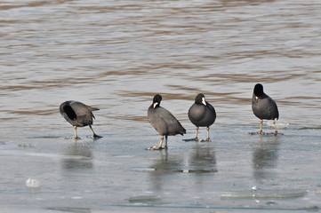 Group of coots ( fulica atra ) standing together on ice in a winter