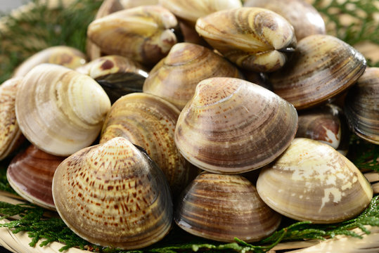 ハマグリ の画像 2 033 件の Stock 写真 ベクターおよびビデオ Adobe Stock