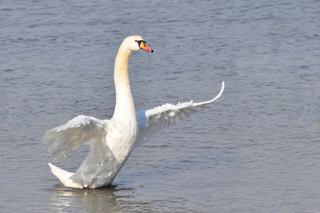 Beautiful swan spreads its wings on Danube river in Belgrade, Serbia.