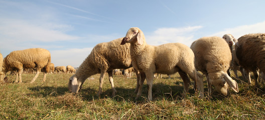 many sheep that graze on the lawn