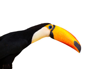 Toucan