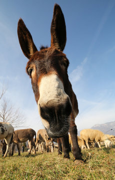 funny cute donkey with long ears while grazing
