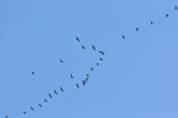 Flock of migratory ducks on background blue sky