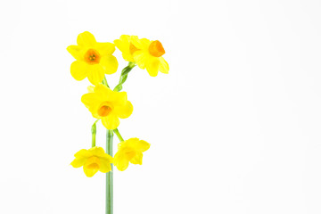 beautiful daffodil flower isolated on white background